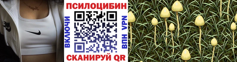 Псилоцибиновые грибы Psilocybine cubensis  закладка  Приозерск 